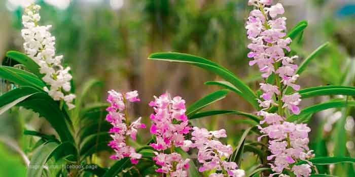 Durgapur Orchids, Durgapur