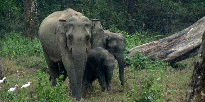 Mahananda Wildlife Sanctuary, Siliguri