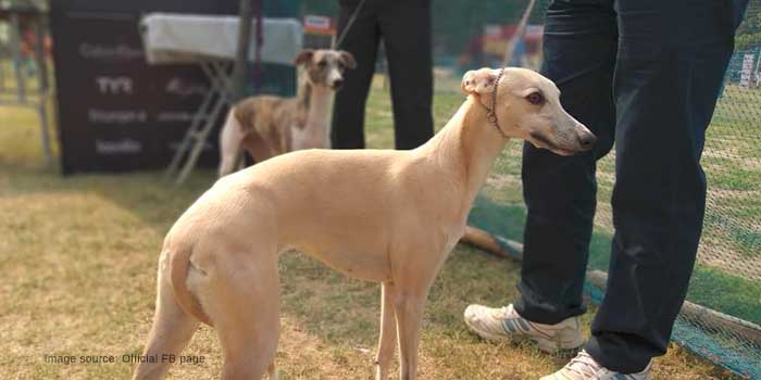 Paradise Pet Shop, Kolkata