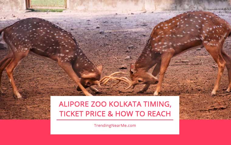 Alipore Zoo Kolkata Timing, Ticket Price & How to Reach