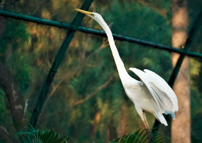 Nehru Zoological Park